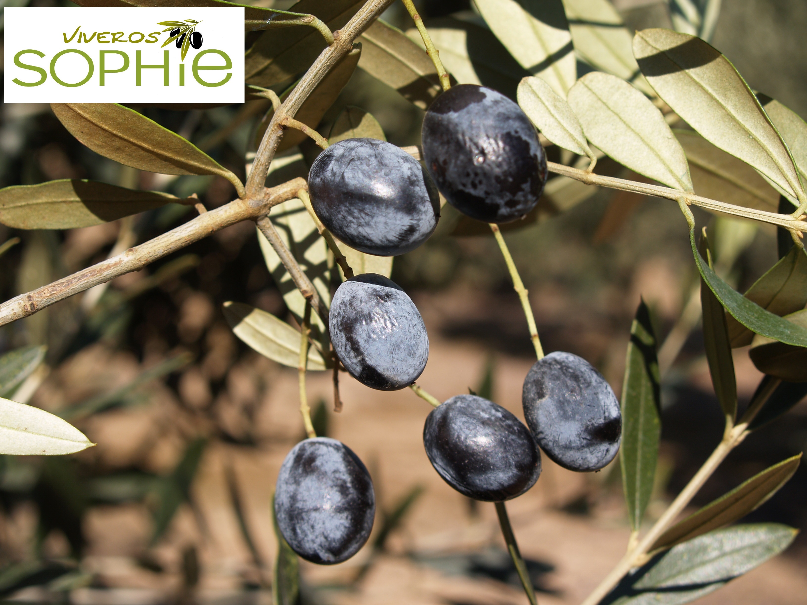 Variedad de olivo VERA DEL  VALLES